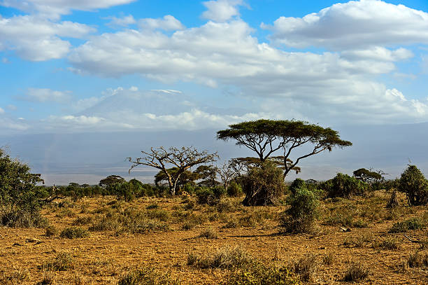istock African savanna in Kenya 600071832