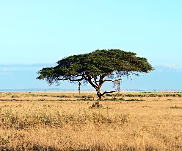 istock African savanna in Kenya 600071918