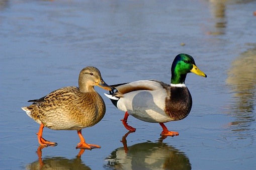 Two mallard ducks walking on ice at Swan Lake, Victoria, BC Canada