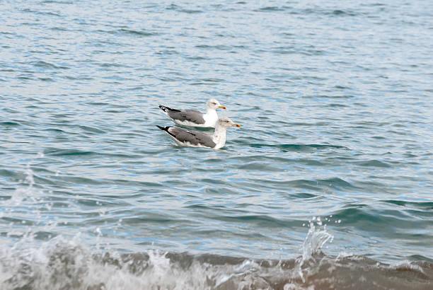 Seagulls swimming in the waves stock photo