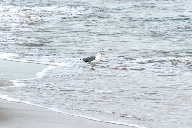 Seagull walking between waves stock photo