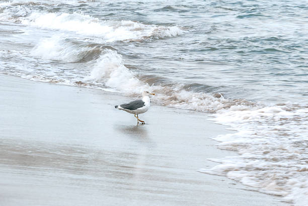 Seagull walking between waves stock photo