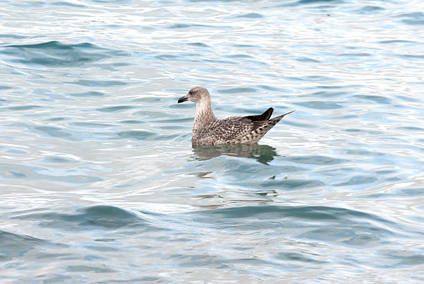 Seagulls swimming in the waves stock photo