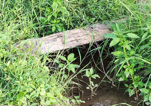 Photo of Old timber is crossing the small stream.