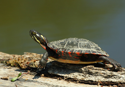 Painted turtle in spring (Chrysemys picta) resting at sun