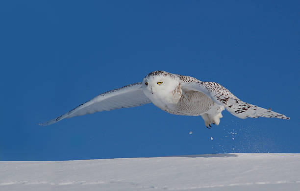 schnee-eule - owl snowy owl snow isolated stock-fotos und bilder