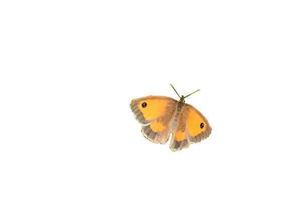 Image of a russet cloured gatekeeper butterfly isolated on a white background