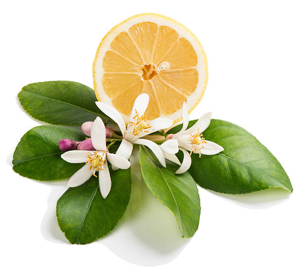 Lemon blossom and half of lemon fruit