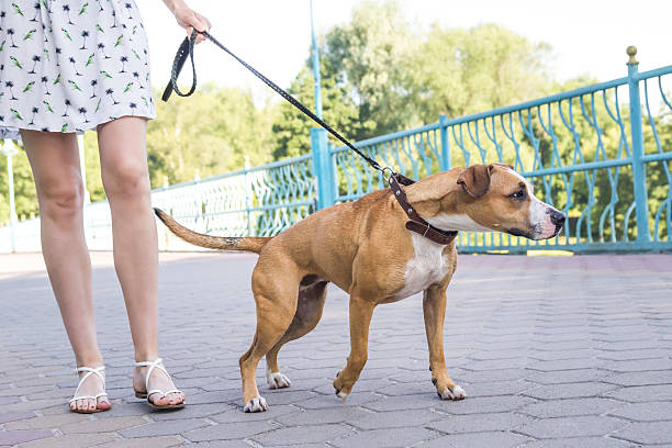 Dog pulling on a leash Naughty untrained dog pulling on a leash, person not controlling the dog leash stock pictures, royalty-free photos & images