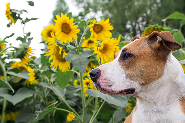 Staffordshire terrier dog side-view portrait in front of sunflowers outside on a summer day.