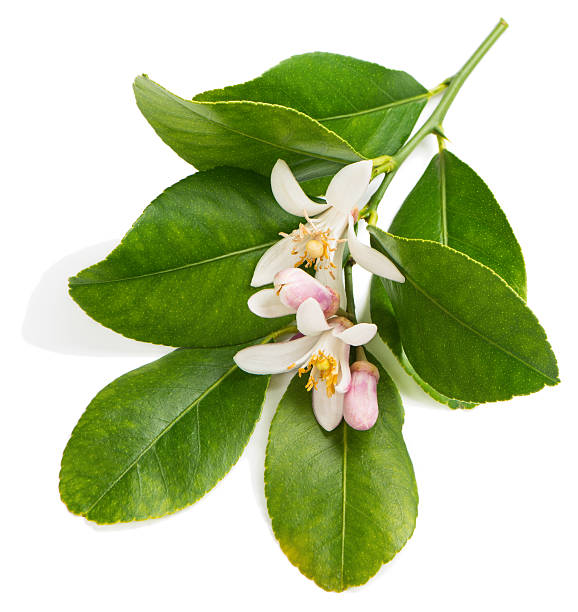 istock Lemon flowers and buds on a branch, above view. 600085442
