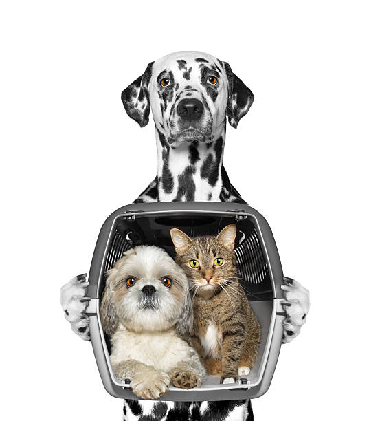 istock Dog holds his friends in container 600085872