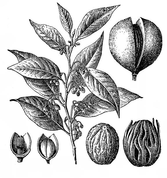 Nutmeg (Myristica fragrans) Illustration of a Nutmeg (Myristica fragrans) nutmeg stock illustrations