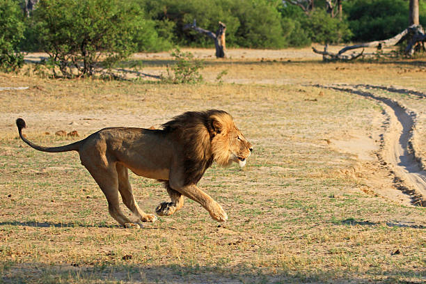 cecil the lion running across the african plains - hwange national park imagens e fotografias de stock