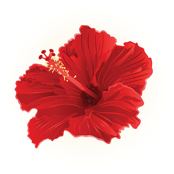 ilustrações, clipart, desenhos animados e ícones de vetor simples de hibisco vermelho - hibiscus single flower flower red