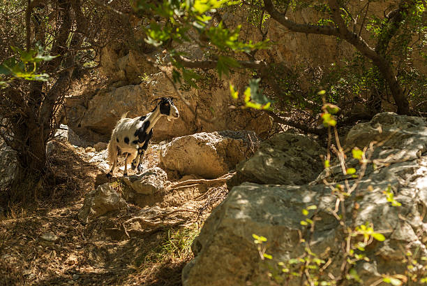 Crete, Greece: a goat in forest of Palm Bay