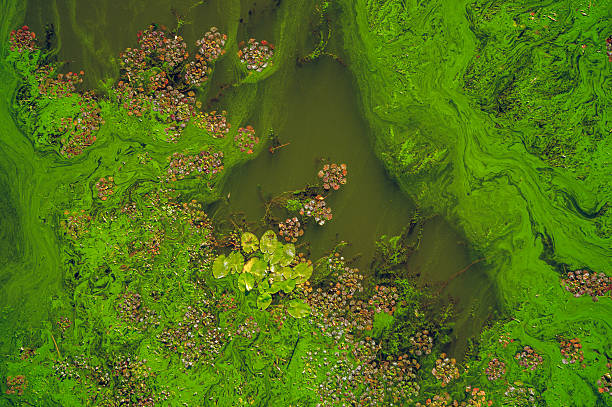 Bloom of diatoms Seasonal bloom of diatoms in the river Dnieper. The rapid deterioration of the ecological situation. Pollution of rivers in Europe algal bloom stock pictures, royalty-free photos & images