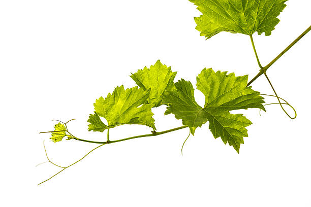 istock Branch of vine leaves 600091404