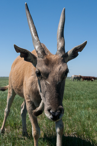 Eland in Askania Nova in the wild in Africa.