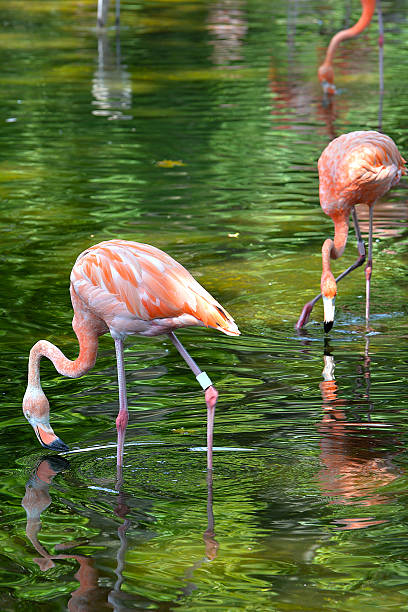 istock Flamingos in green water 600091650
