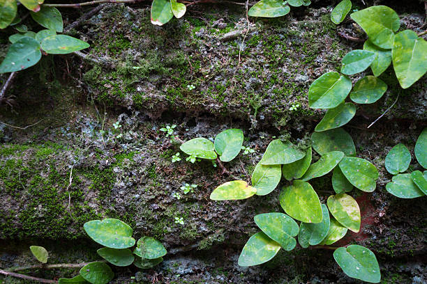 istock Dark Grunge bricks moss with green ivy leaves 600092144