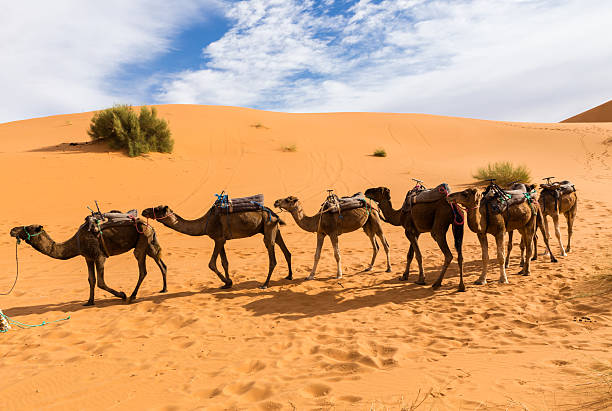 istock camels are in the dunes, Sahara desert 600092664
