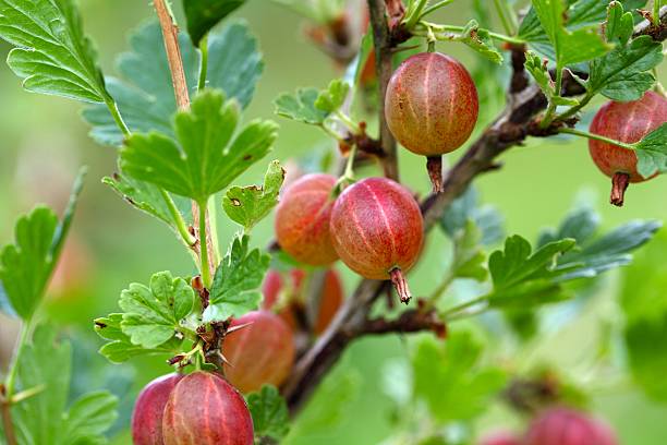 istock Fruits of a gooseberry 600092836