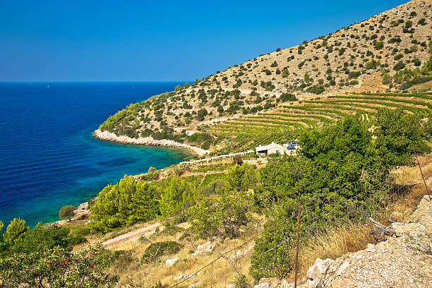 istock Vineyard and beach of Brac island coast 600093292