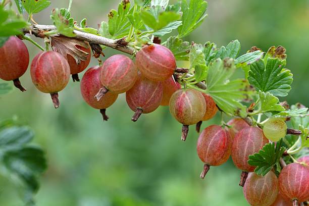 istock Fruits of a gooseberry 600093302