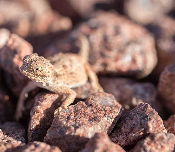 istock Desert Horned Lizard, horny toads - Phrynosoma platyrhinos 600093466