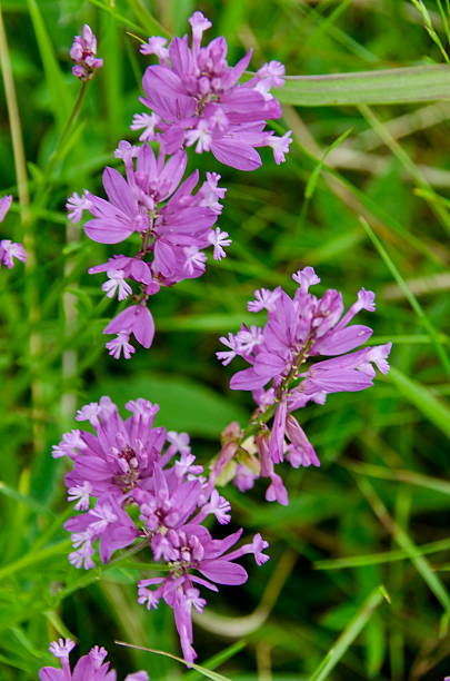 istock Flowers glade in summer at mountain 600093534
