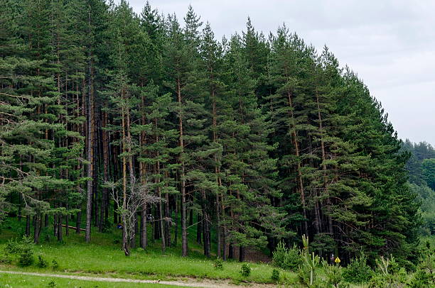 istock Panorama of path  and  green  coniferous  forest 600093574