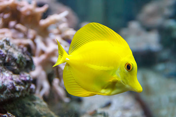 istock One yellow zebrasoma fish on reef background 600094866