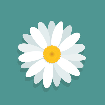 Vector chamomile flower isolated on blue background 