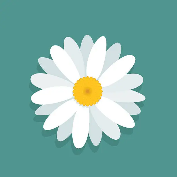 Vector illustration of Сhamomile flower isolated on blue background