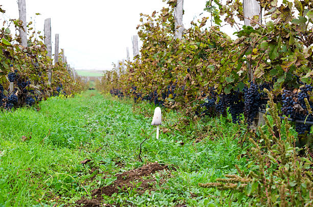 Vineyard row in a cloudy day during the vine harvest. Selective focus