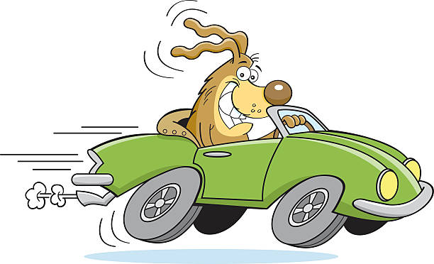 ilustrações de stock, clip art, desenhos animados e ícones de cartoon dog driving a car - drive