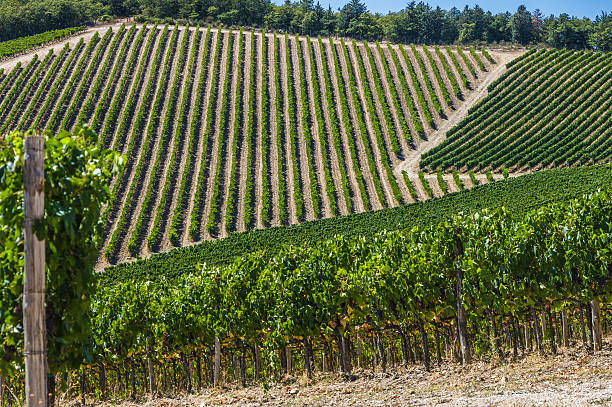 istock Vineyard in Tuscany, Italy 600096252