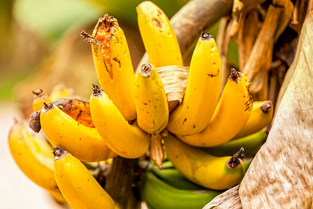 istock Bunch Of Bananas On The Tree 600096438