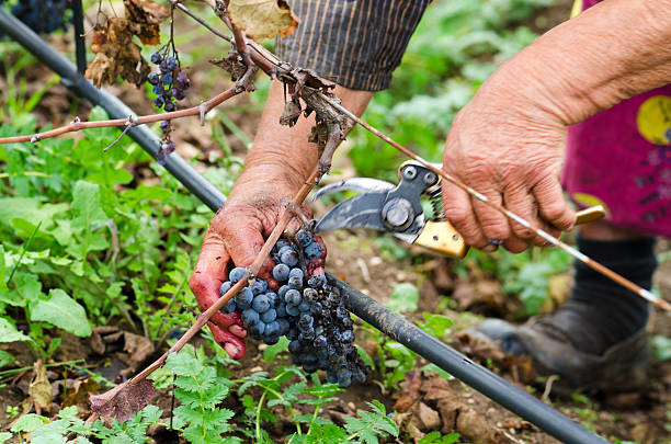 istock Worker's hands in motion during the vine harvesting. Merlot cluster 600096548