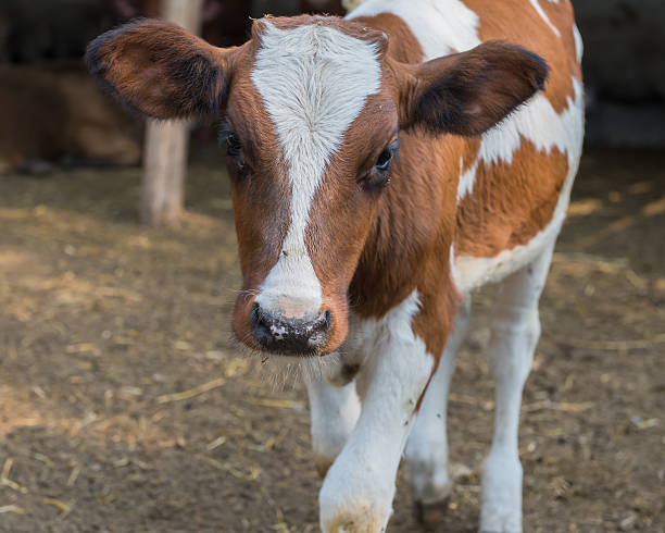 istock Calf on a farm  Ukraine. September 4, 2016. 600096940