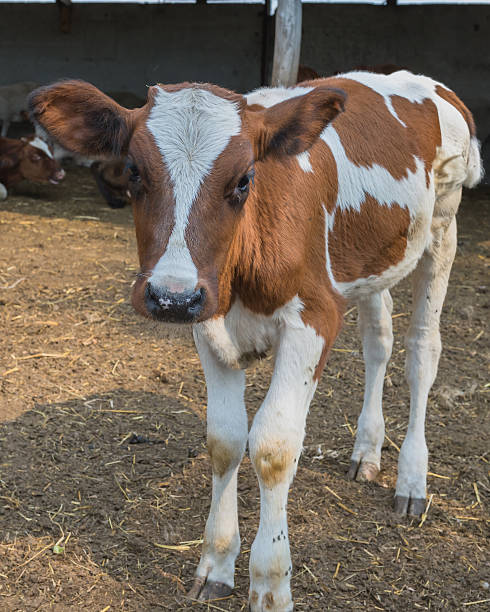 istock Calf on a farm  Ukraine. September 4, 2016. 600096982