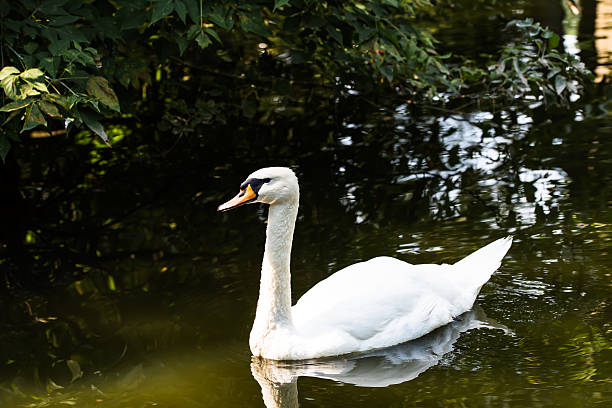 istock White swan in the pond 600097554