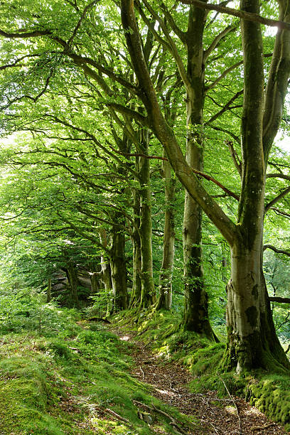istock Scottish Woodland in the Summer 600097642