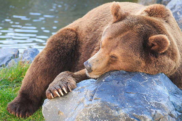 Sleeping bear stock photo