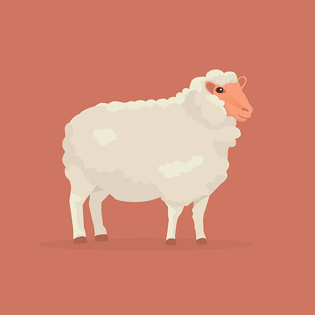 illustrazioni stock, clip art, cartoni animati e icone di tendenza di illustrazione vettoriale cartone animato di pecora - sheep