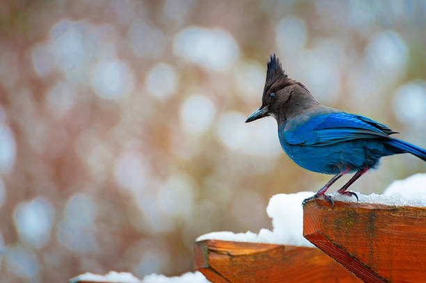 istock Blue Jay on top of arbor covered in snow 600100734