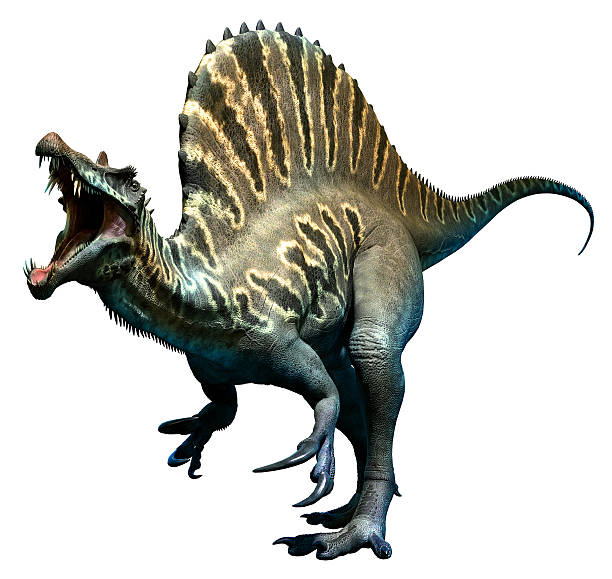 Spinosaurus Spinosaurus roaring cretaceous photos stock pictures, royalty-free photos & images