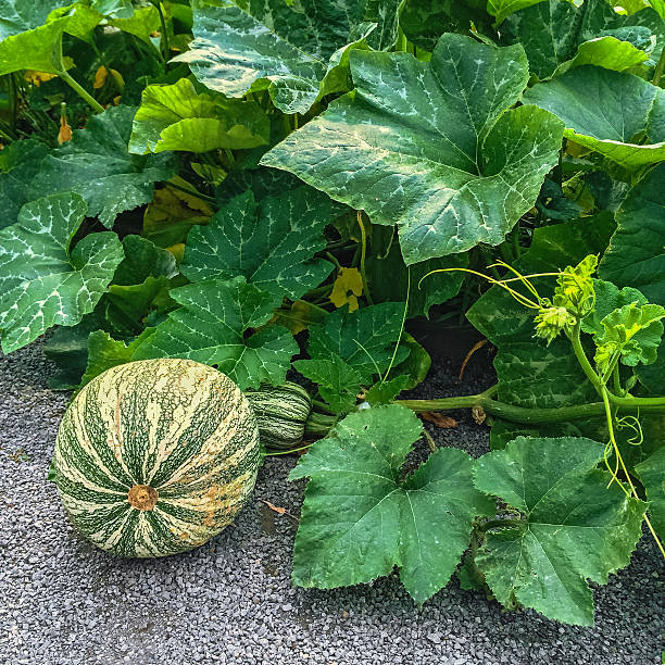 Green Cushaw squash growing in autumn garden. Vegetable patch.