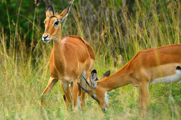Impalas in Maasai Mara Game Reserve, Kenya.